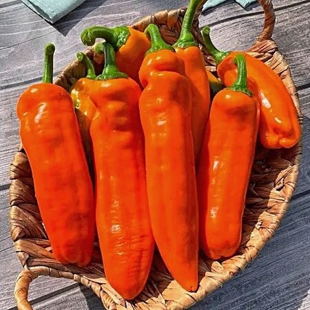 Томат Перец Палермо ОРАНЖЕВЫЙ (Palermo Orange)