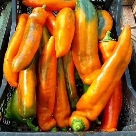 Томат Перец Палермо ОРАНЖЕВЫЙ (Palermo Orange)