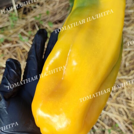Томат Перец МЕГА ИТАЛИЯ ЖЕЛТАЯ (Mega Italy Yellow)