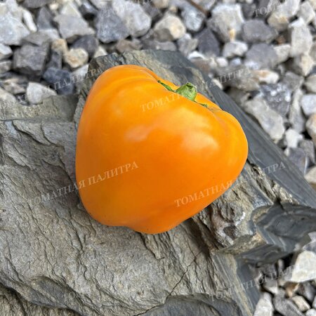 Томат Перец ГОГОШАР ЖЕЛТЫЙ
