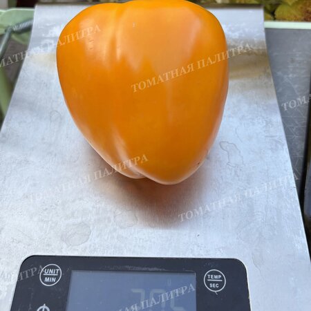 Томат Перец ГОГОШАР ЖЕЛТЫЙ