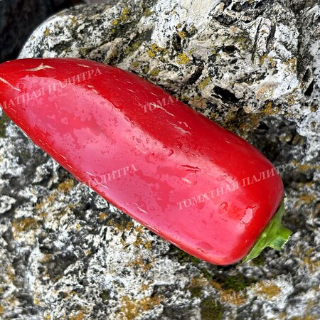 Томат Перец Красный Галстук