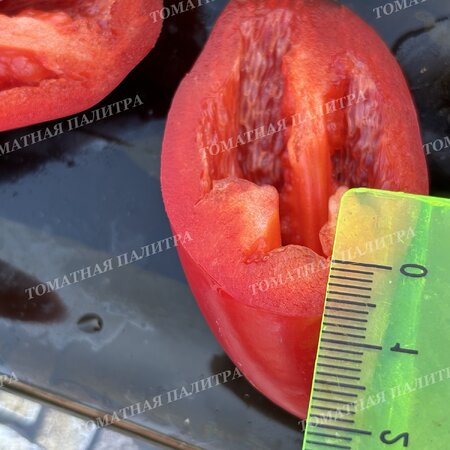 Томат Перец Красный Галстук