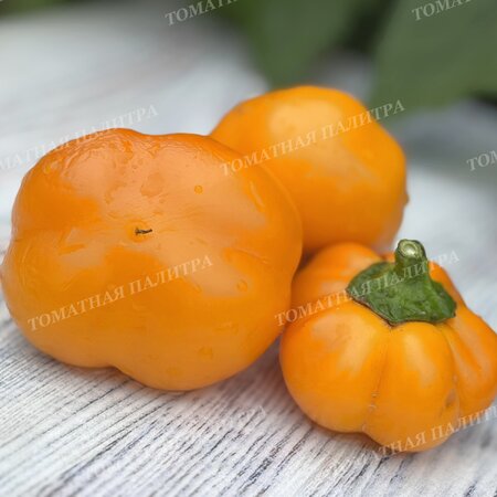 Томат Перец Голден Рэйн / Золотой дождь (Golden Rain)