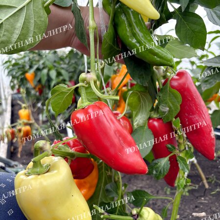 Томат Перец ИСПАНСКИЙ РИКО