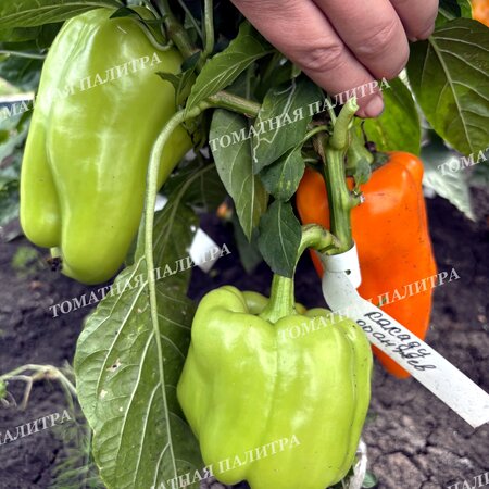 Томат Перец КАКАДУ ОРАНЖЕВЫЙ