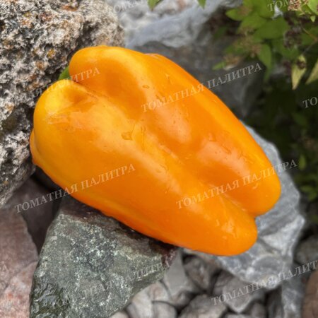 Томат Перец КАКАДУ ОРАНЖЕВЫЙ