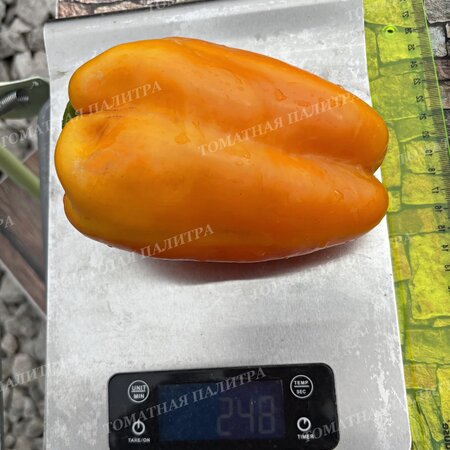 Томат Перец КАКАДУ ОРАНЖЕВЫЙ