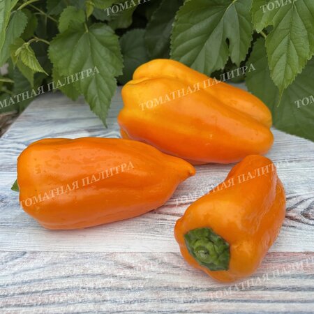 Томат Перец КАКАДУ ОРАНЖЕВЫЙ