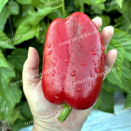 Томат Перец КОРОЛЬ СЕВЕРА (King Of The North), США.