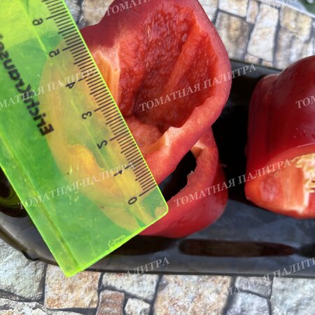 Томат Перец КОРОЛЬ СЕВЕРА (King Of The North), США.