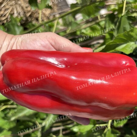 Томат Перец КРОМО РЕД (Kromo Red)