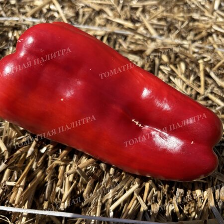 Томат Перец КРОМО РЕД (Kromo Red)