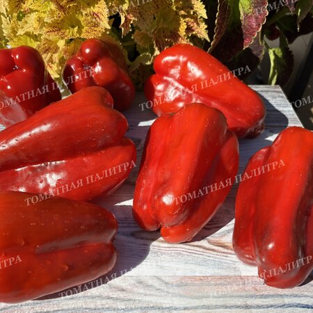 Томат Перец КРОМО РЕД (Kromo Red)