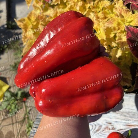 Томат Перец КРОМО РЕД (Kromo Red)