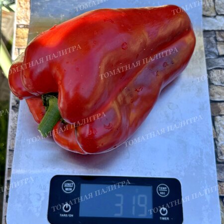 Томат Перец КРОМО РЕД (Kromo Red)