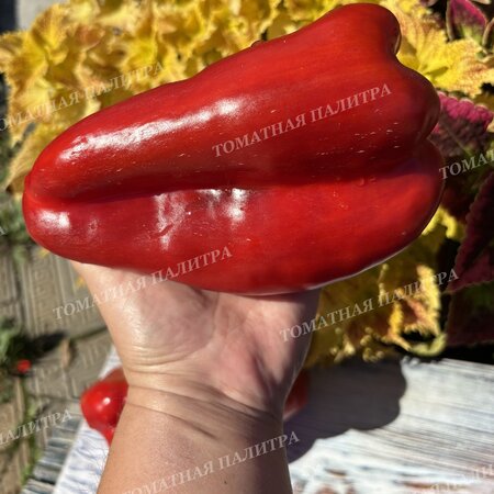 Томат Перец КРОМО РЕД (Kromo Red)