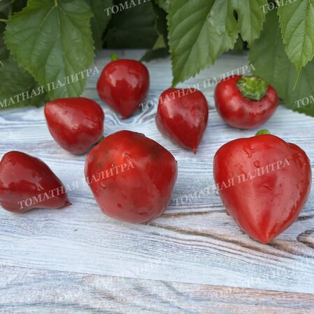 Томат Перец ЛИТТЛ ХЭТ / МАЛЕНЬКОЕ СЕРДЦЕ (Little Heart)