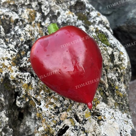 Томат Перец ЛИТТЛ ХЭТ / МАЛЕНЬКОЕ СЕРДЦЕ (Little Heart)