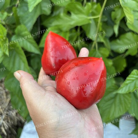 Томат Перец ЛИТТЛ ХЭТ / МАЛЕНЬКОЕ СЕРДЦЕ (Little Heart)