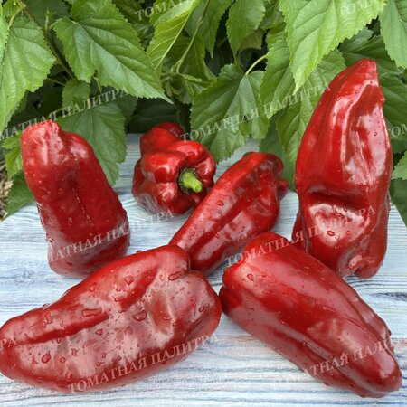 Томат Перец КРАСНЫЙ ГИГАНТ ДЖОРДЖИИ (Red Giant Georgia), США