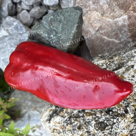 Томат Перец КРАСНЫЙ ГИГАНТ ДЖОРДЖИИ (Red Giant Georgia), США