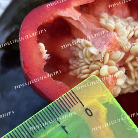 Томат Перец КРАСНЫЙ ГИГАНТ ДЖОРДЖИИ (Red Giant Georgia), США