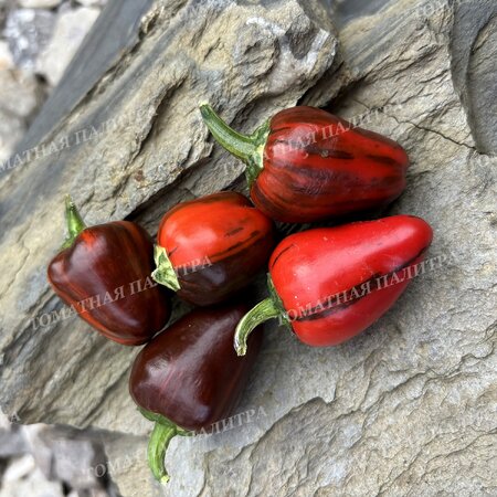 Томат Перец МАДАМ ПАРАПЛЮ (Madame Paraplu), Австрия