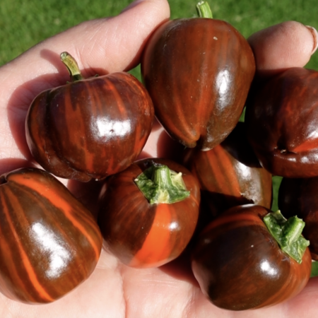 Томат Перец МАДАМ ПАРАПЛЮ (Madame Paraplu), Австрия