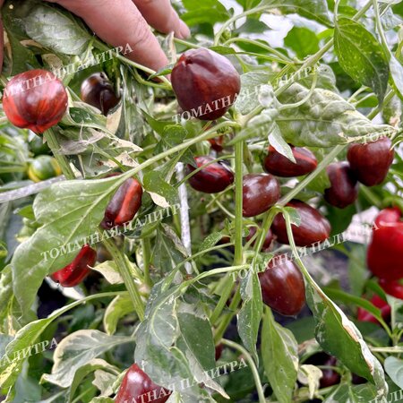 Томат Перец МАДАМ ПАРАПЛЮ (Madame Paraplu), Австрия
