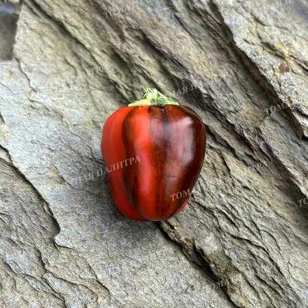 Томат Перец МАДАМ ПАРАПЛЮ (Madame Paraplu), Австрия