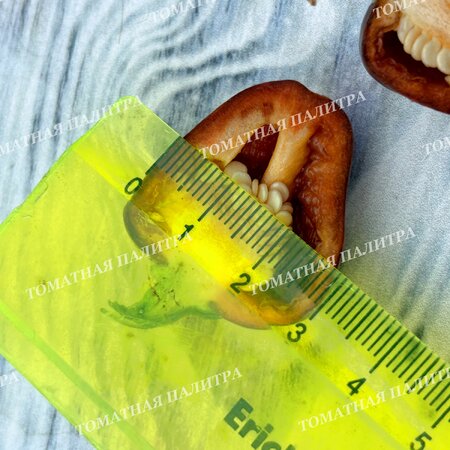 Томат Перец МАДАМ ПАРАПЛЮ (Madame Paraplu), Австрия