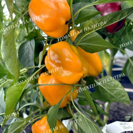 Томат Перец МАРТА ПОЛЬКА (Marta Polka), Польша.