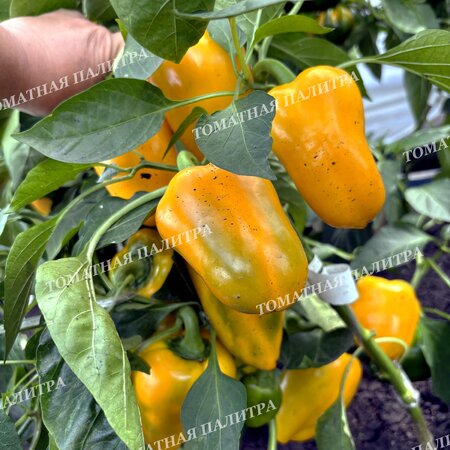 Томат Перец МАРТА ПОЛЬКА (Marta Polka), Польша.