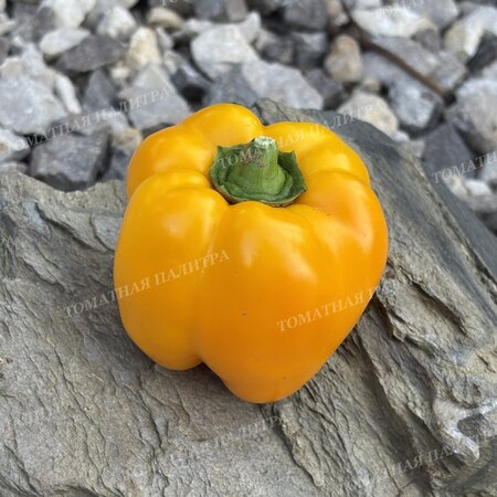 Томат Перец МАРТА ПОЛЬКА (Marta Polka), Польша.