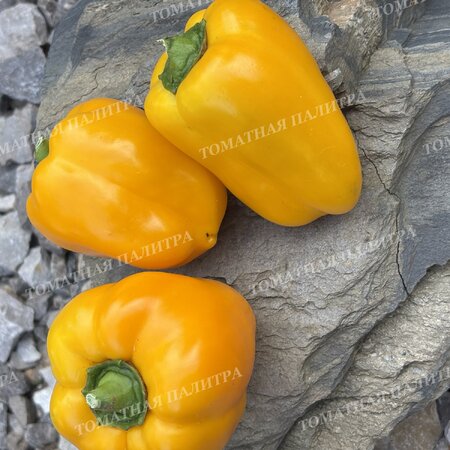 Томат Перец МАРТА ПОЛЬКА (Marta Polka), Польша.