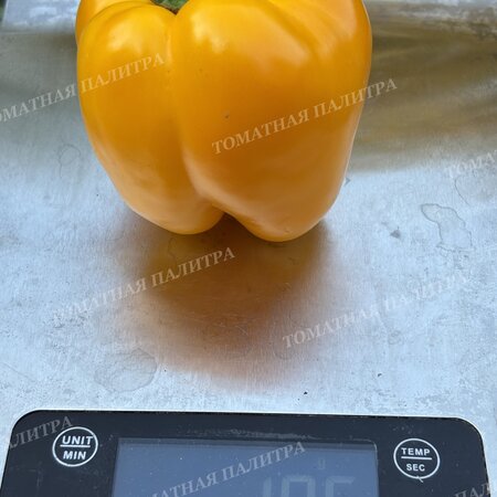 Томат Перец МАРТА ПОЛЬКА (Marta Polka), Польша.