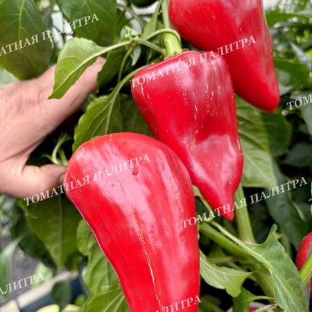 Томат Перец МЕРСЕДЕС 