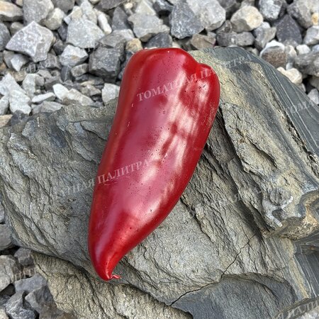 Томат Перец МЕРСЕДЕС 