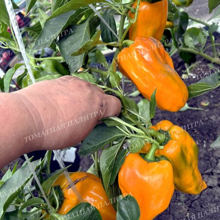 Томат Перец ПЕТО ЧУДО ОРАНЖЕВОЕ (Peto miracle orange), Болгария.