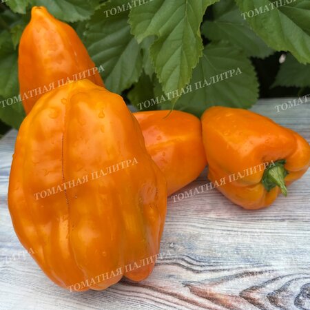 Томат Перец ПЕТО ЧУДО ОРАНЖЕВОЕ (Peto miracle orange), Болгария.