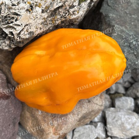 Томат Перец ПЕТО ЧУДО ОРАНЖЕВОЕ (Peto miracle orange), Болгария.