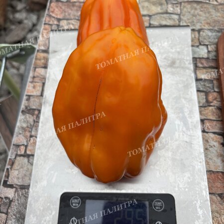 Томат Перец ПЕТО ЧУДО ОРАНЖЕВОЕ (Peto miracle orange), Болгария.
