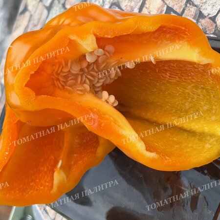 Томат Перец ПЕТО ЧУДО ОРАНЖЕВОЕ (Peto miracle orange), Болгария.