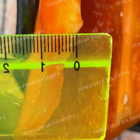Томат Перец ПЕТО ЧУДО ОРАНЖЕВОЕ (Peto miracle orange), Болгария.