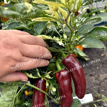 Томат Перец МОККО СВИРЛ / ВОДОВОРОТ МОККО (Mocha Swirl)