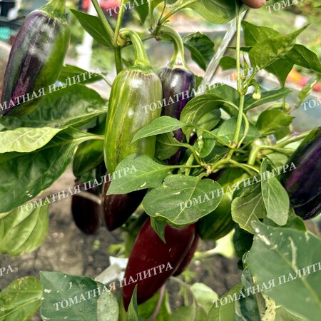 Томат Перец МОККО СВИРЛ / ВОДОВОРОТ МОККО (Mocha Swirl)