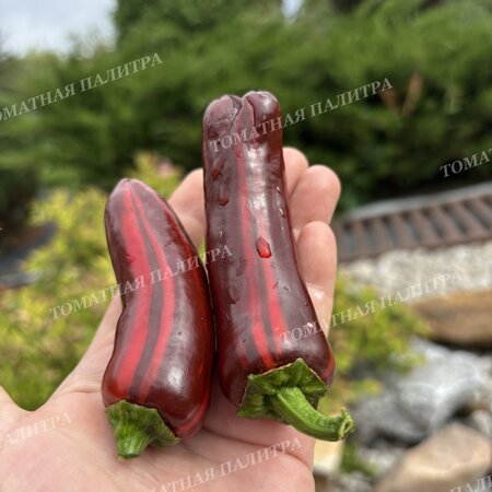 Томат Перец МОККО СВИРЛ / ВОДОВОРОТ МОККО (Mocha Swirl)