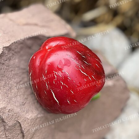 Томат Перец Ратунда Красная (Ratund Red)