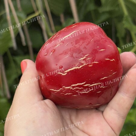 Томат Перец Ратунда Красная (Ratund Red)